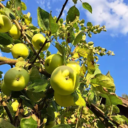 Siedlisko Przystanek Szczescie