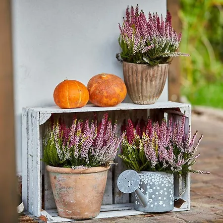 Siedlisko Przystanek Szczescie Piasutno