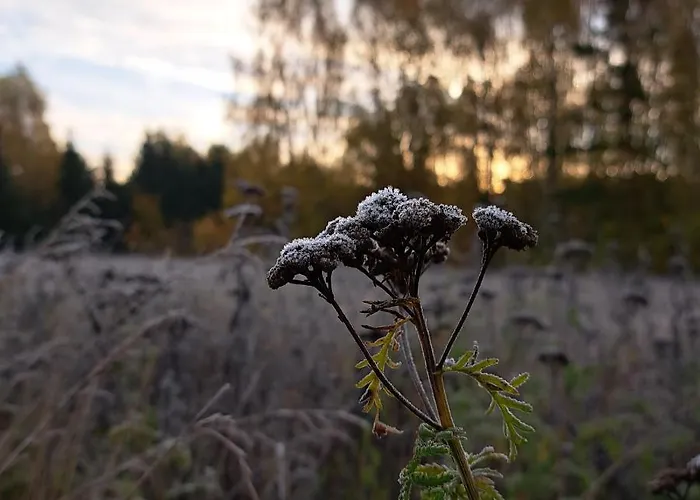 Апартаменты Siedlisko Przystanek Szczescie Piasutno