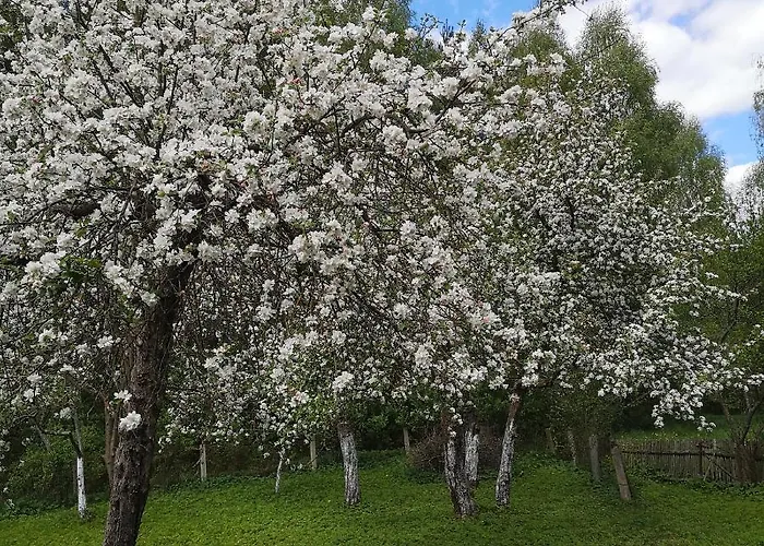 Siedlisko Przystanek Szczescie Апартаменты Piasutno