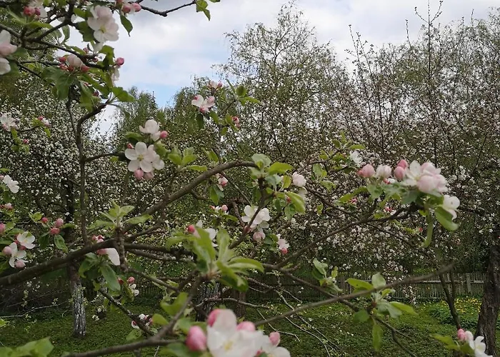 Siedlisko Przystanek Szczescie Piasutno